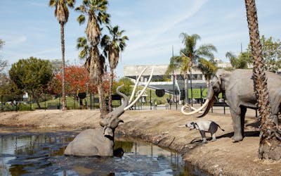 La Brea Tar Pits and Museum tickets